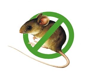 Dịch vụ diệt chuột tại nhà riêng, chung cư, nhà máy, công ty
